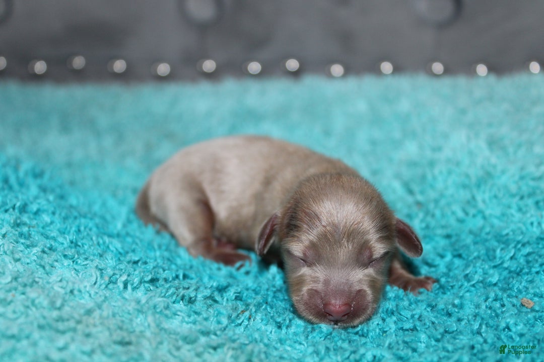 Miniature Dachshund dogs for sale: Piper Mini - Ad 1