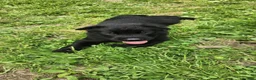 Belgian Malinois dogs for sale: Striker - Ad 3