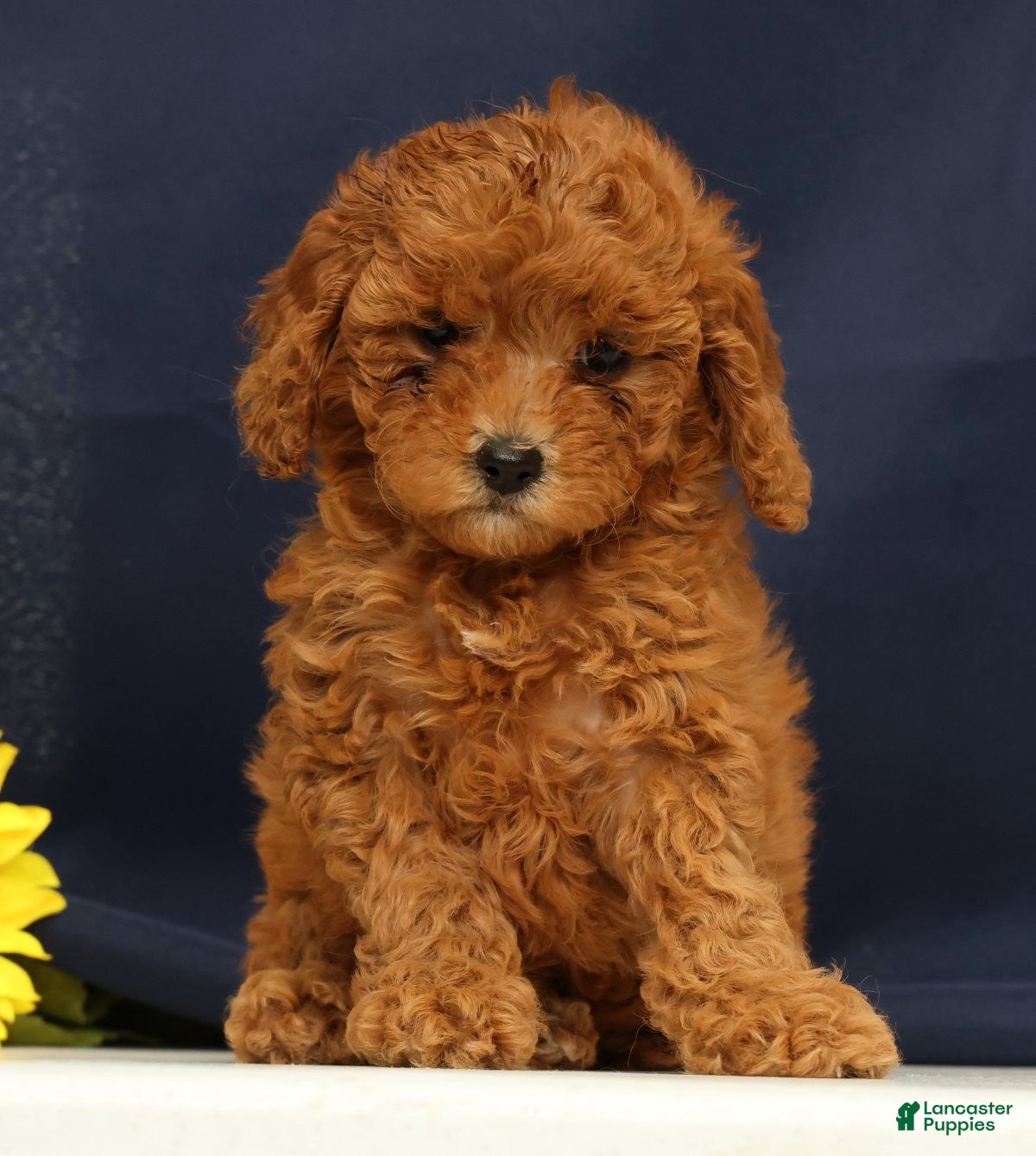Cavapoo dogs Casey - Ad 1