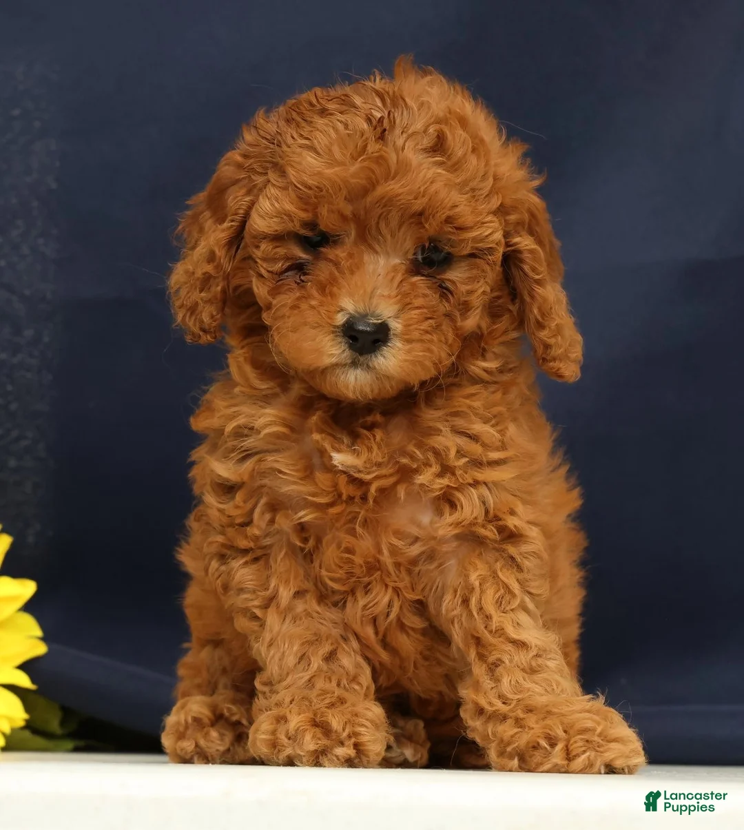 Cavapoo dogs for sale: Casey - Ad 1