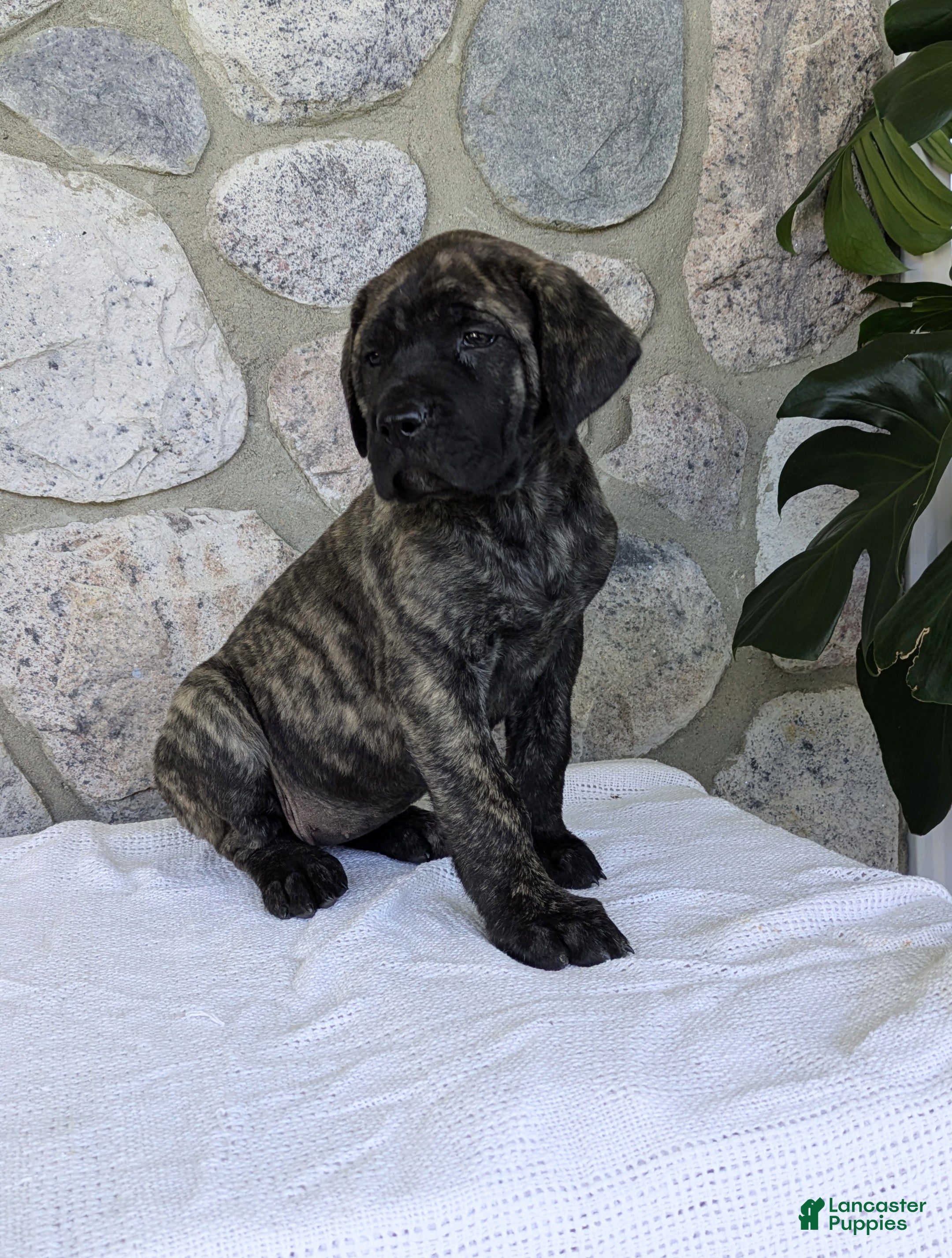 English Mastiff dogs for sale: Ashlee  - Ad 4