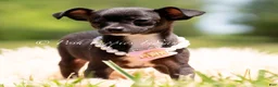 Chihuahua dogs for sale: Starry - Ad 4