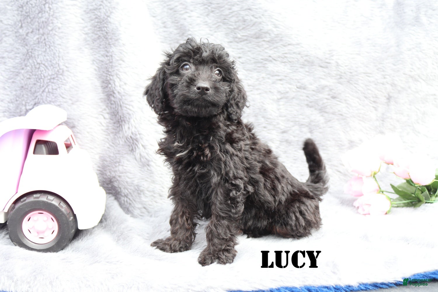 Mini Goldendoodle dogs for sale: Lucy - Ad 3