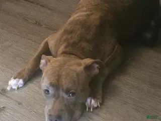 American Pit Bull Terrier dogs Tinkerbell - Ad 6