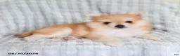 Pomsky dogs for sale: Sammy  - Ad 3