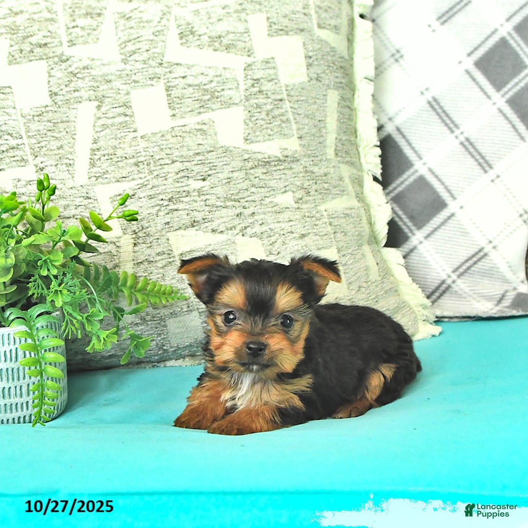 Yorkshire Terrier dogs for sale: Marco - Ad 2