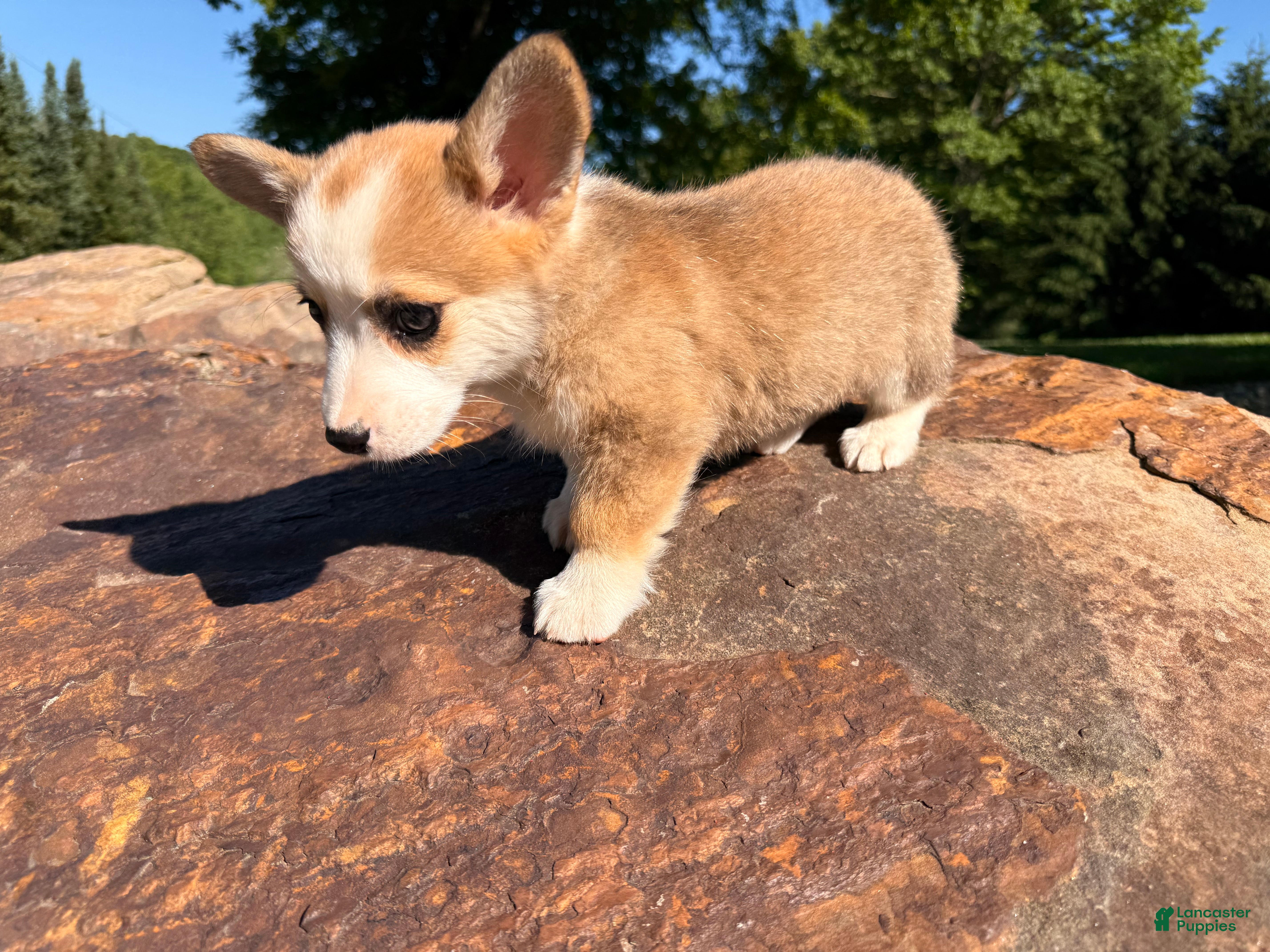 Welsh Corgi Pembroke dogs Lucy - Ad 1