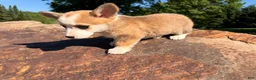 Welsh Corgi Pembroke dogs for sale: Lucy - Ad 1