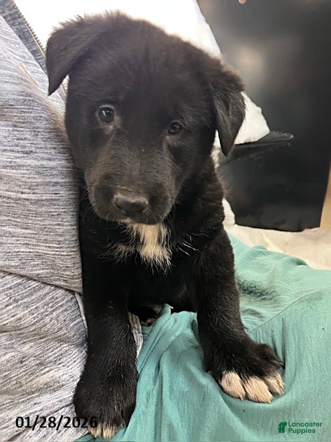 Mixed Breed dogs Cole - Ad 41