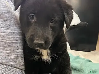 Mixed Breed dogs Cole - Ad 41