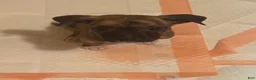 Mixed Breed dogs for sale: Mixed Breed 5 - Ad 1