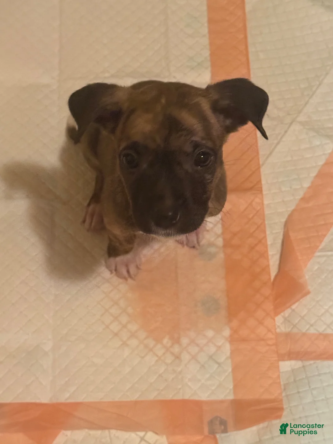 Mixed Breed dogs for sale: Mixed Breed 5 - Ad 1