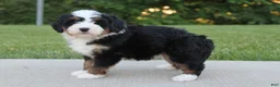 Mini Bernedoodle dogs for sale: Maggie - Ad 3
