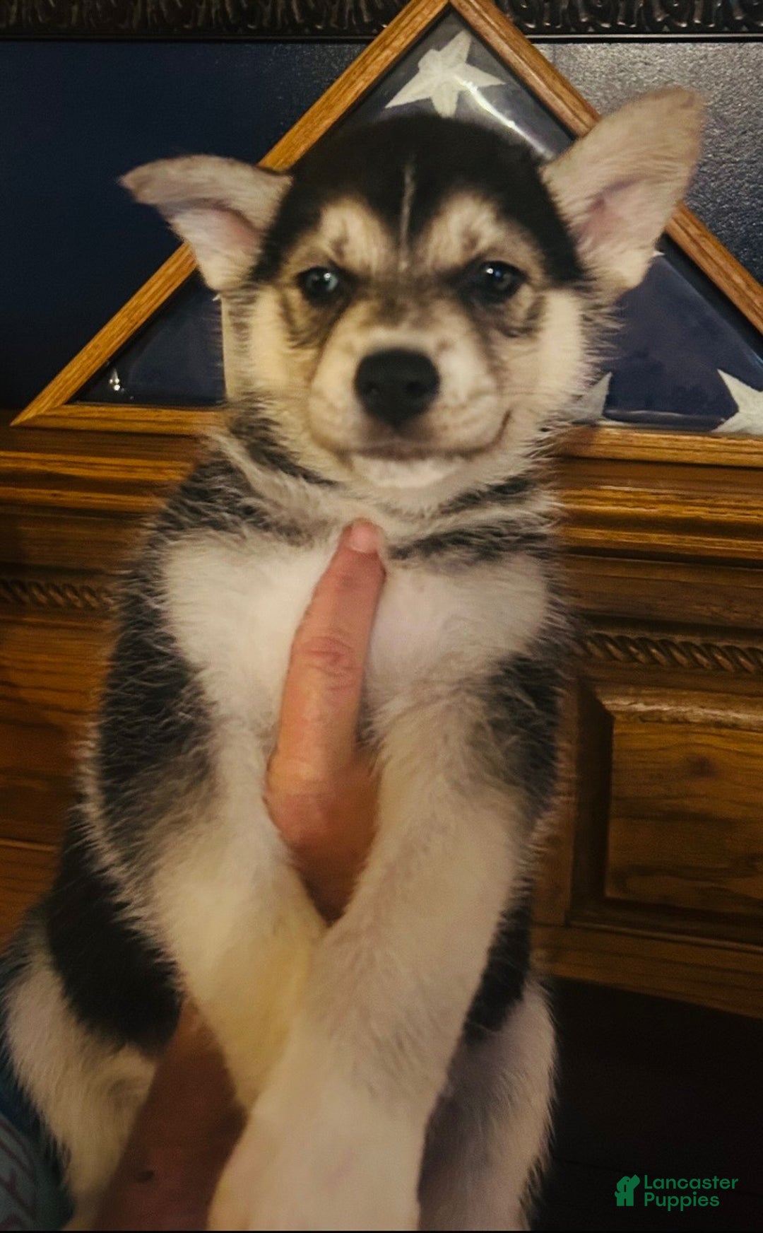 Gerberian Shepsky dogs for sale: Maverick Gerberian Shepsky Puppy 2 - Ad 1