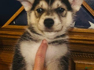 Gerberian Shepsky dogs Maverick Gerberian Shepsky Puppy 2 - Ad 6