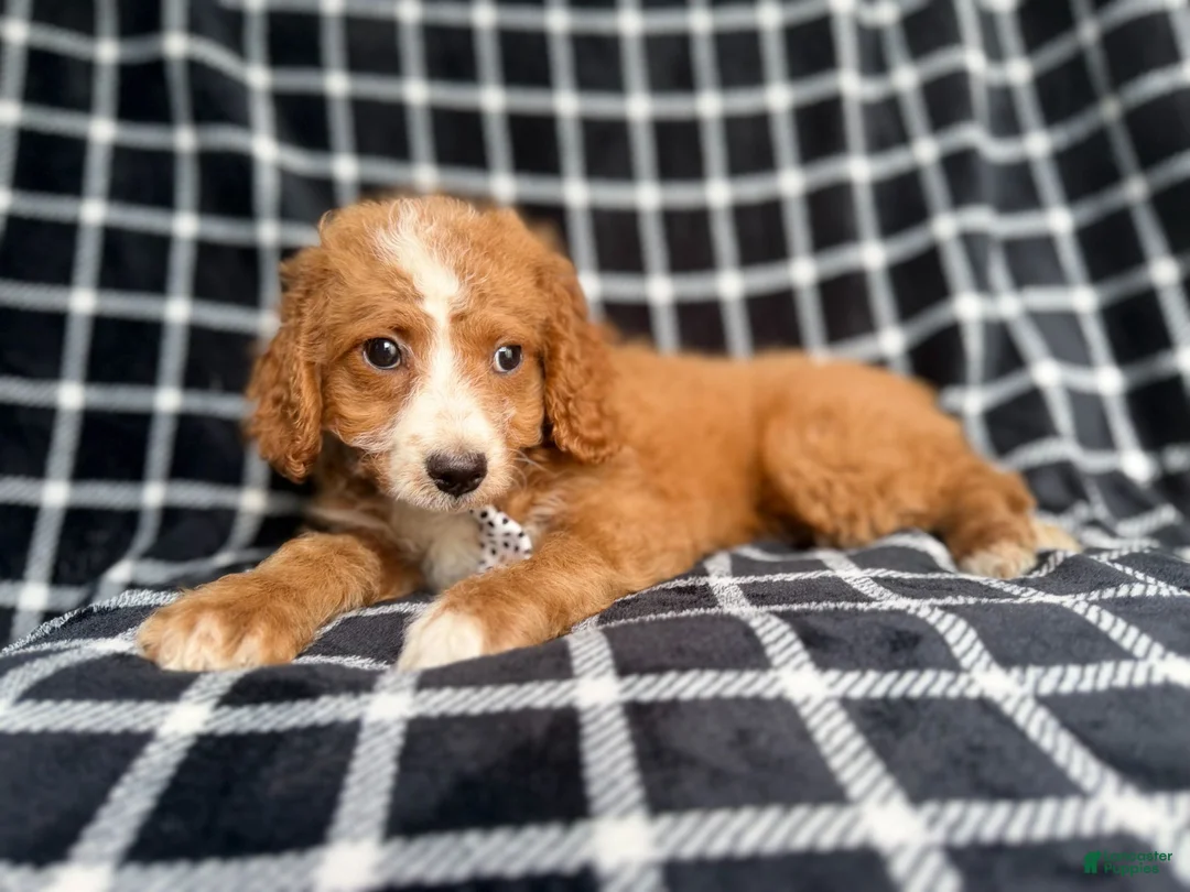 Cockapoo dogs for sale: Jett - Ad 8