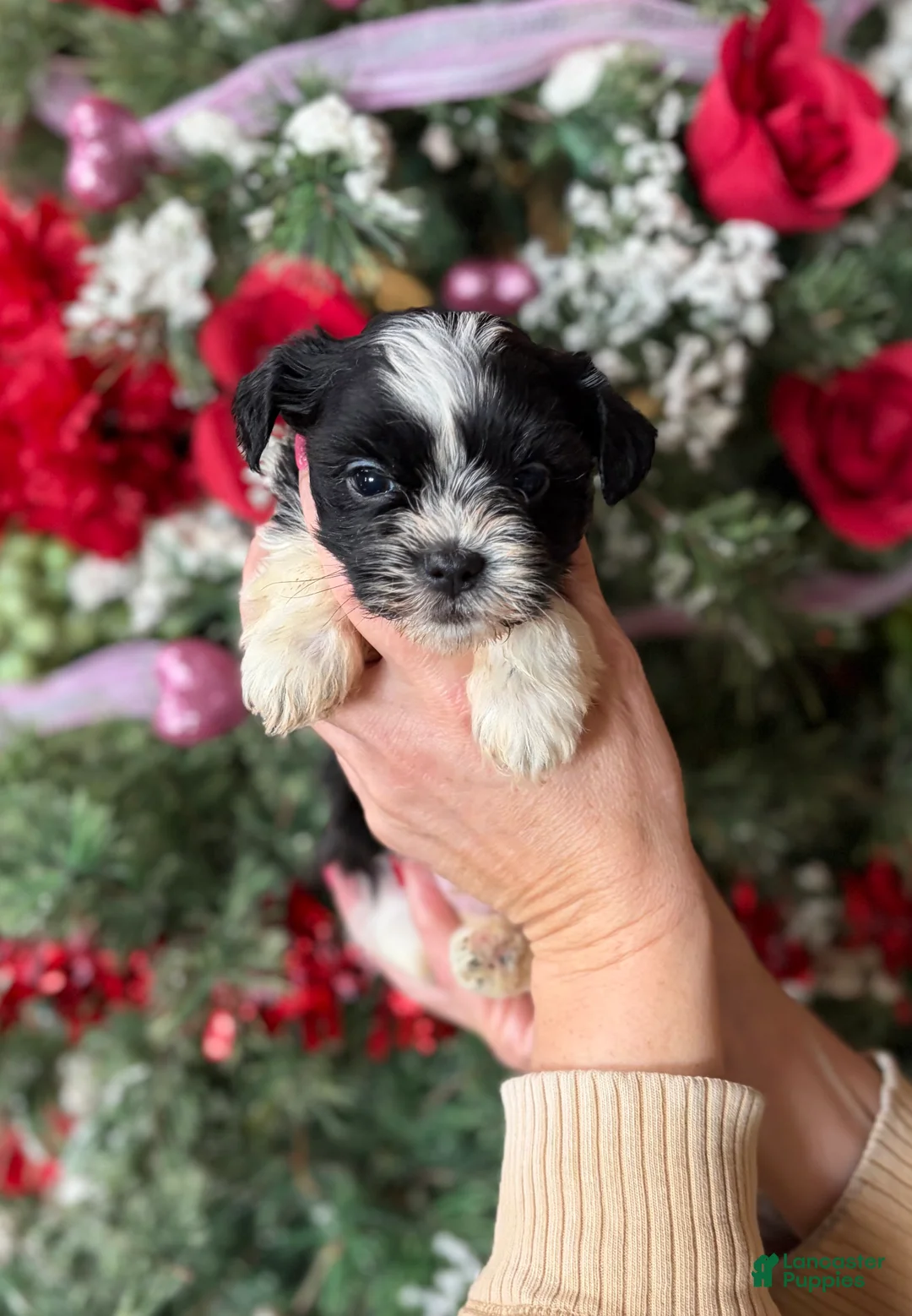 Malshi dogs for sale: Malshi Puppy 2 - Ad 1