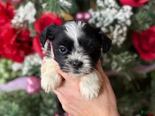 Malshi dogs Malshi Puppy 2 - Ad 13