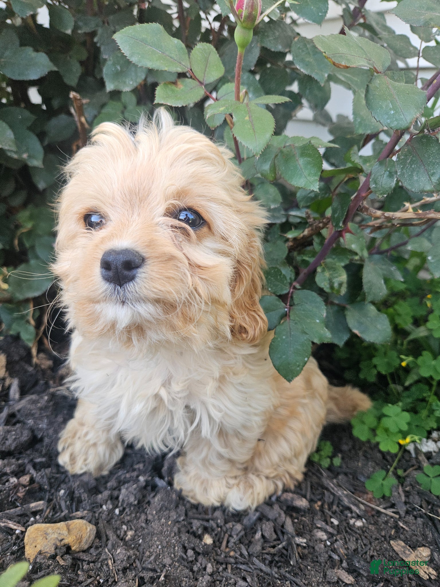 Cavapoo dogs Chloe - Ad 2