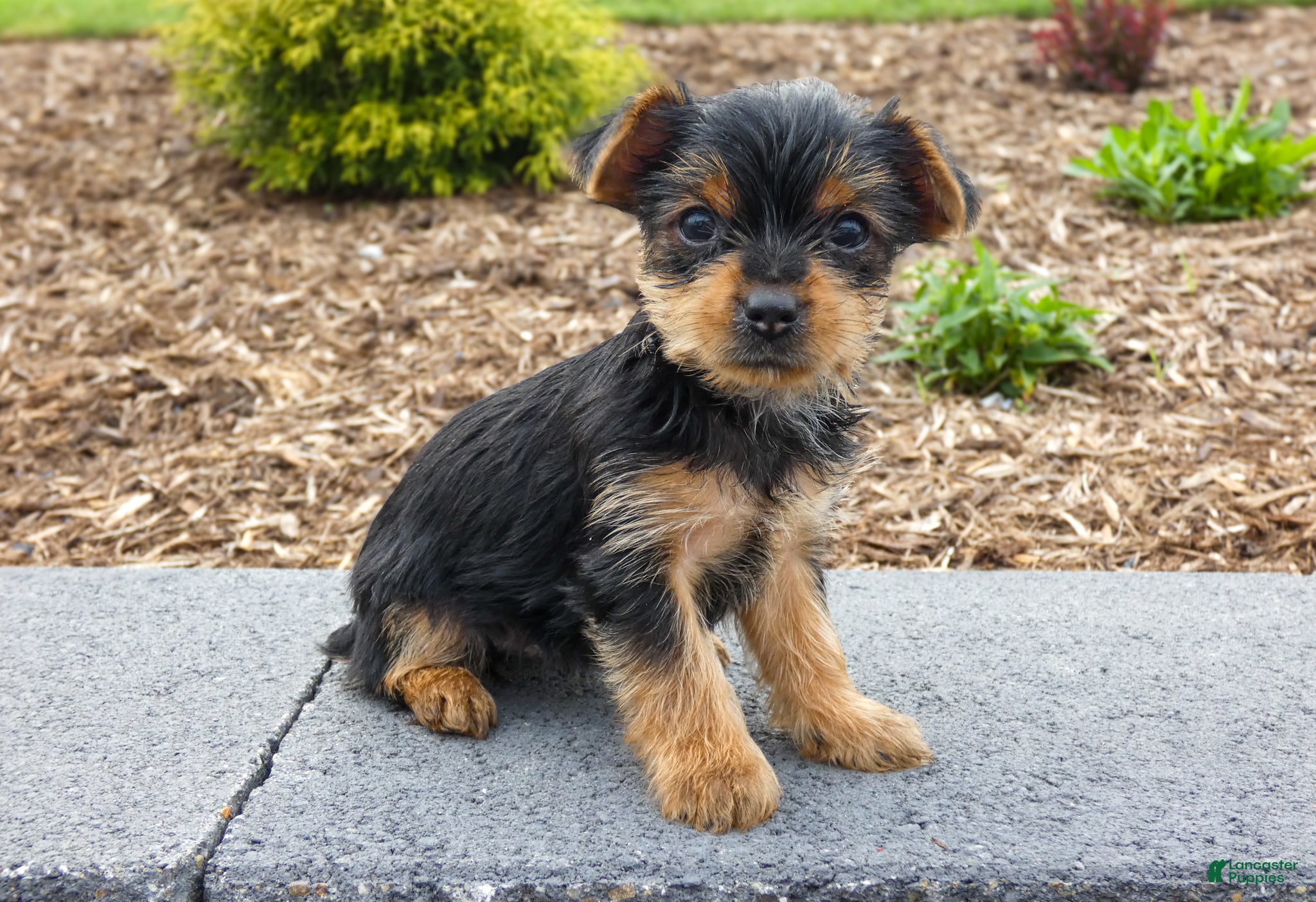 Yorkshire Terrier dogs Lynn - Ad 1