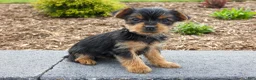 Yorkshire Terrier dogs for sale: Lynn - Ad 1