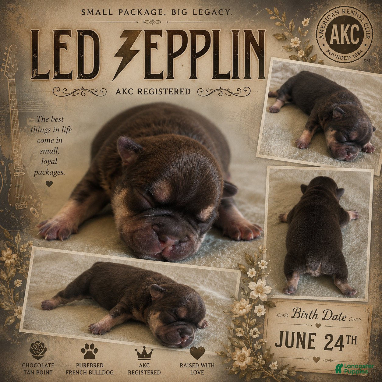 French Bulldog dogs Led Zepplin - Ad 35