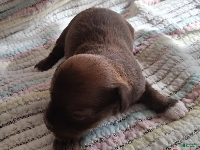 Havanese dogs for sale: Three White Toes Beautiful Dark Red AKC Male Companion Price - Ad 8