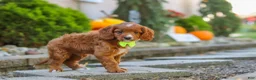 Cavapoo dogs for sale: Blake - Ad 8