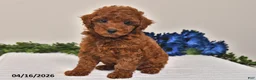 Miniature Poodle dogs for sale: Ellie - Ad 4
