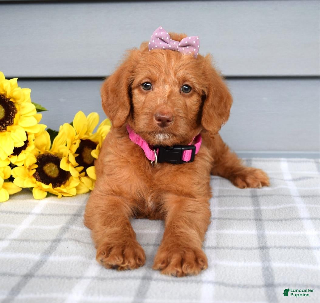 Labradoodle dogs Cassie - Ad 1