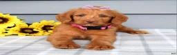 Labradoodle dogs for sale: Cassie - Ad 1