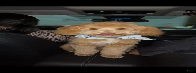 Whiskey