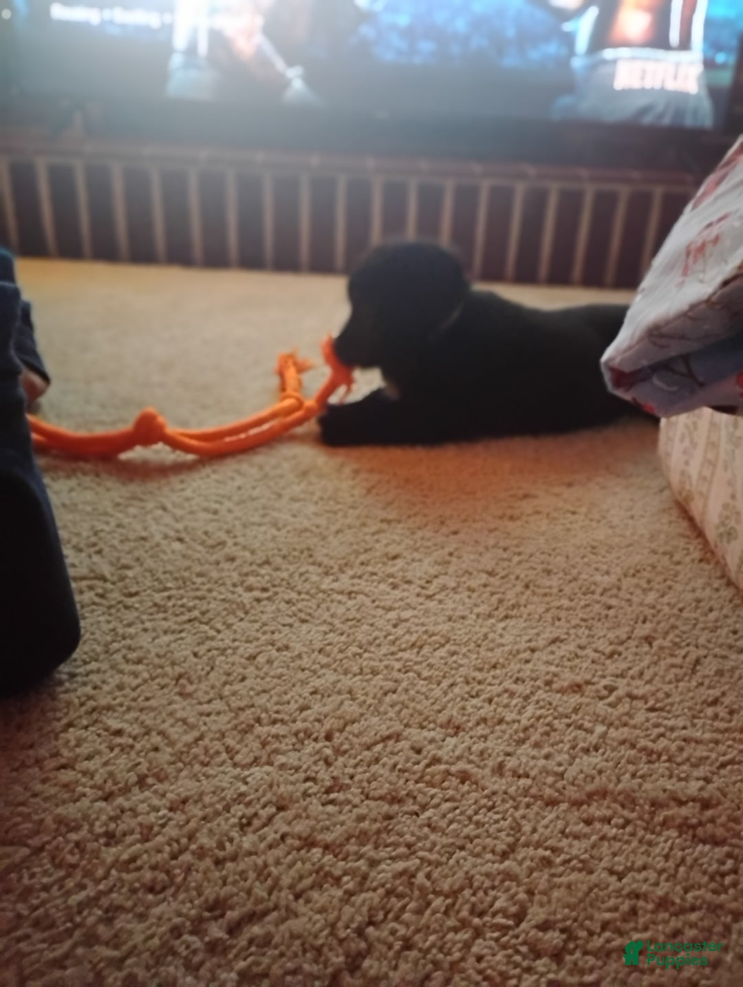 Mixed Breed dogs for sale: Mixed Breed Puppy 4 - Ad 5