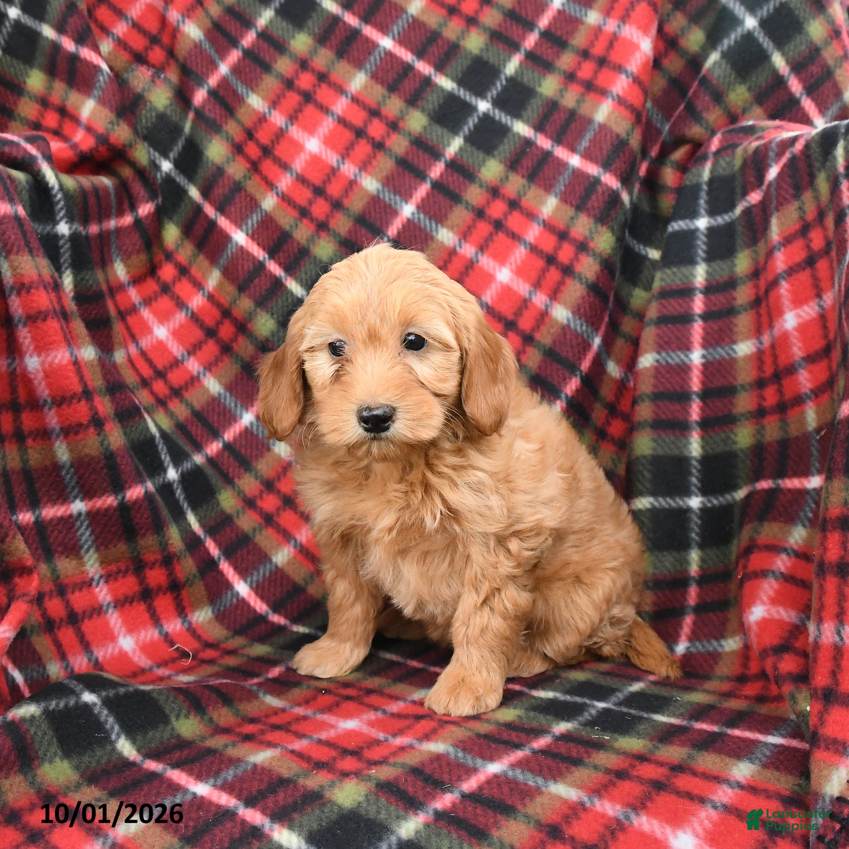Mini Goldendoodle dogs Sandy - Ad 2