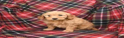 Mini Goldendoodle dogs for sale: Sandy - Ad 2