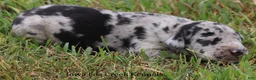 Great Dane dogs for sale: Samson - Ad 3