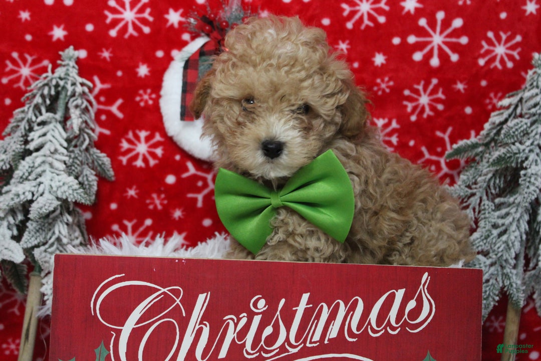 Havapoo dogs for sale: Foxtrot  - Ad 6