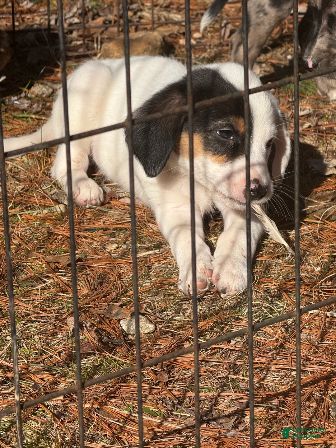 Mixed Breed dogs for sale: Mixed Breed Puppy 1 - Ad 2