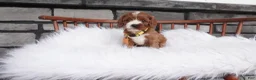 Cavapoo dogs for sale: Bessie  - Ad 12