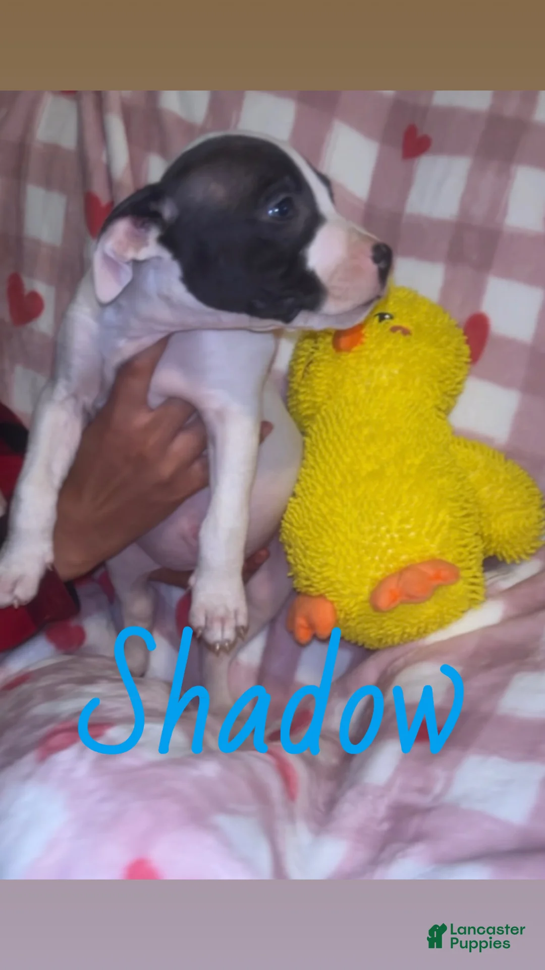 American Pit Bull Terrier dogs for sale: Shadow - Ad 4