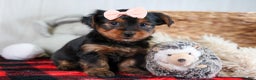 Yorkshire Terrier dogs for sale: COCO - Ad 14