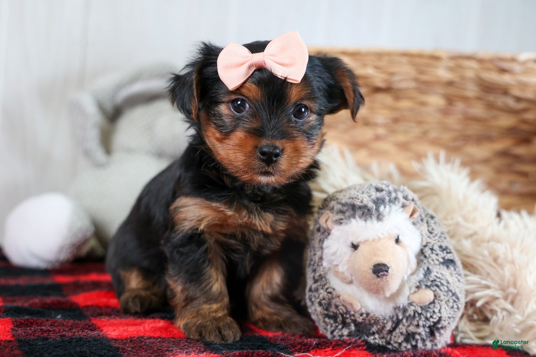 Yorkshire Terrier dogs for sale: COCO - Ad 14