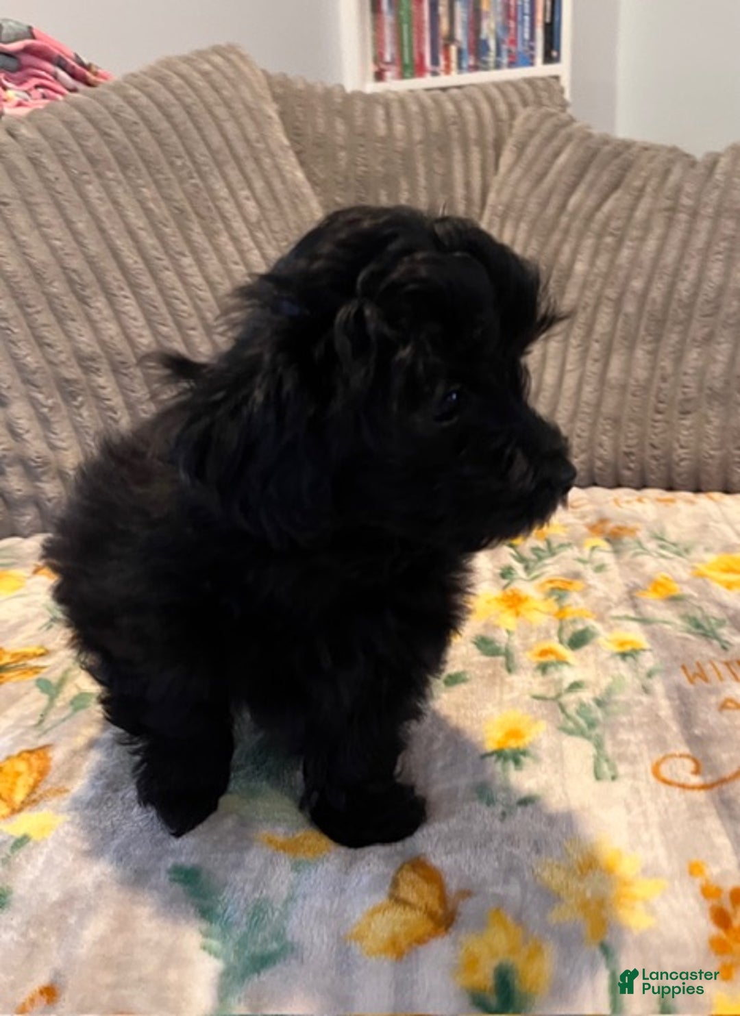 Pomapoo dogs for sale: MistleToe - Ad 5