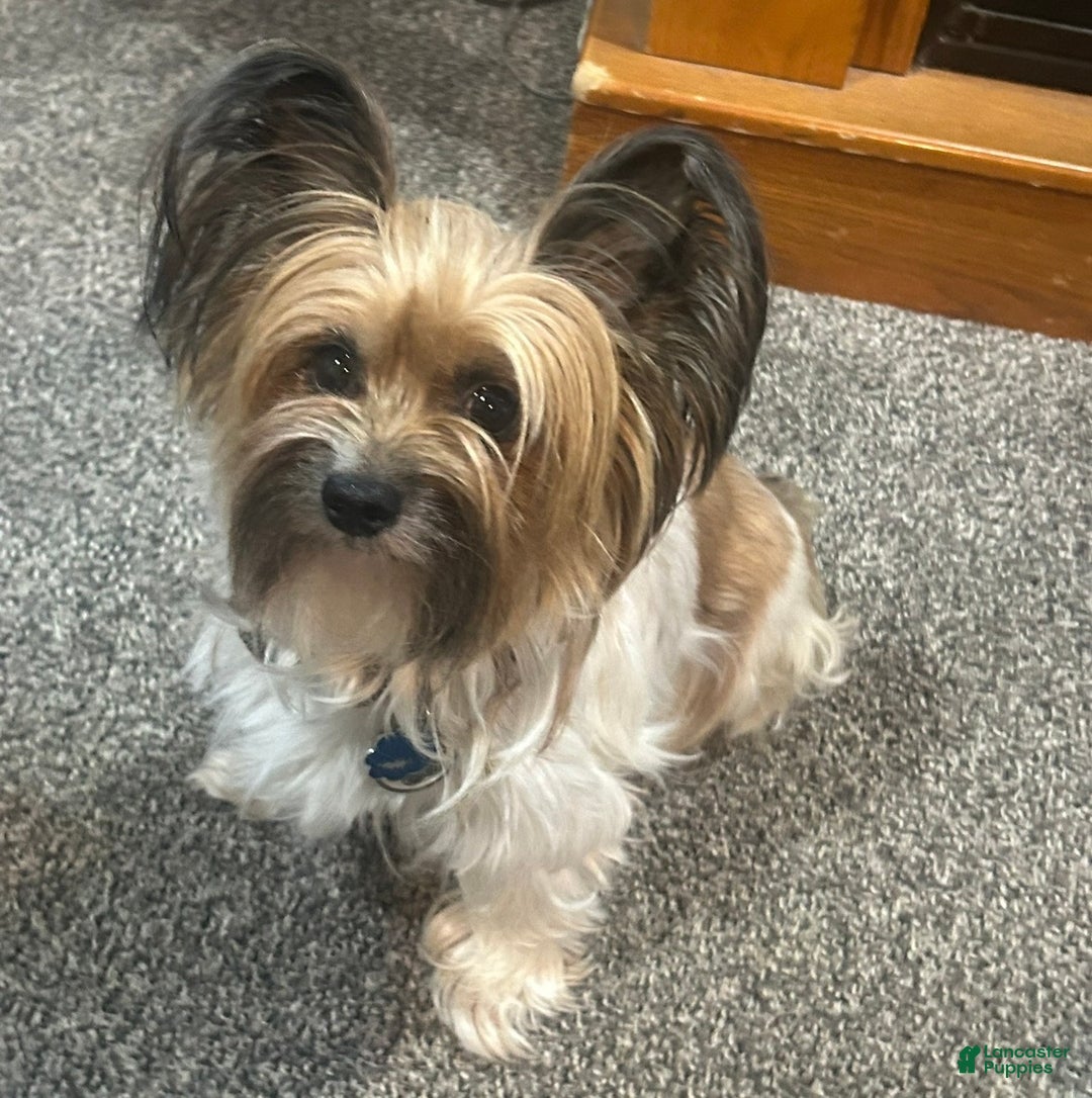 Mixed Breed dogs for sale: Buttercup - Ad 8