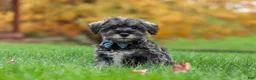 Miniature Schnauzer dogs for sale: Leo - Ad 4