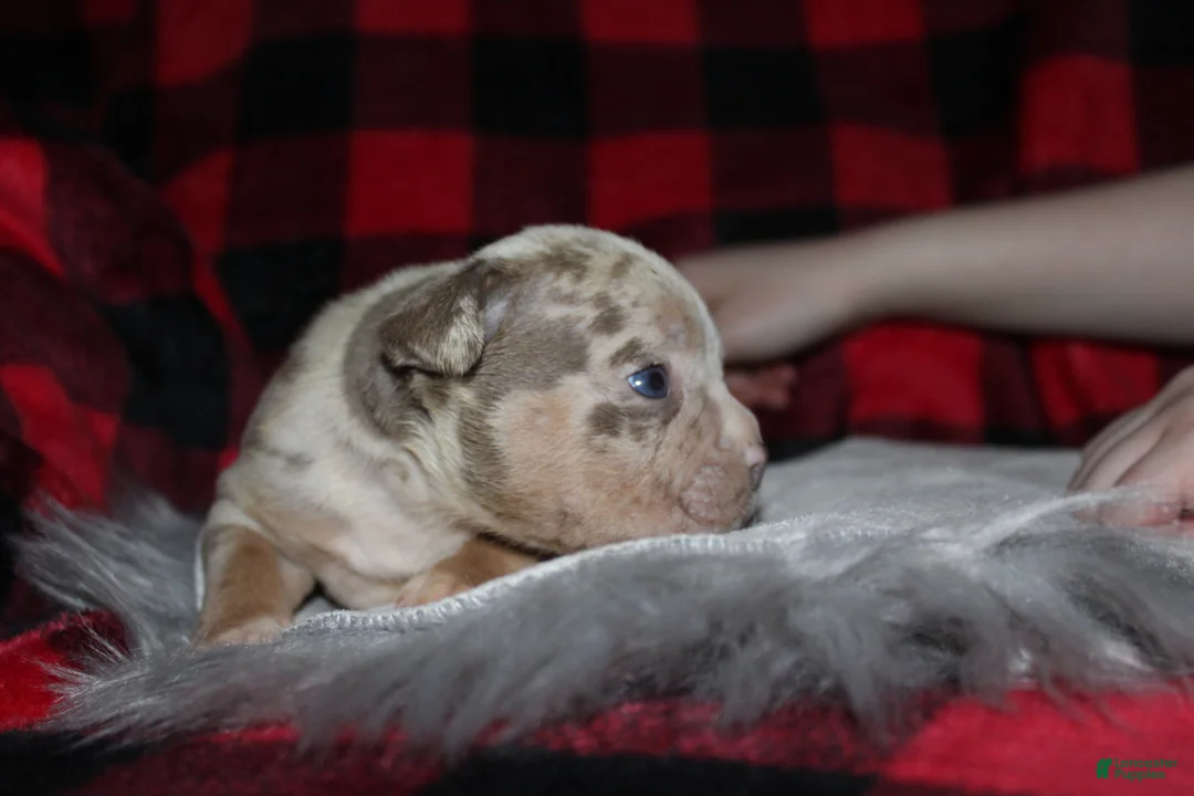 American Bully dogs for sale: Samson aka Sammy - Ad 4