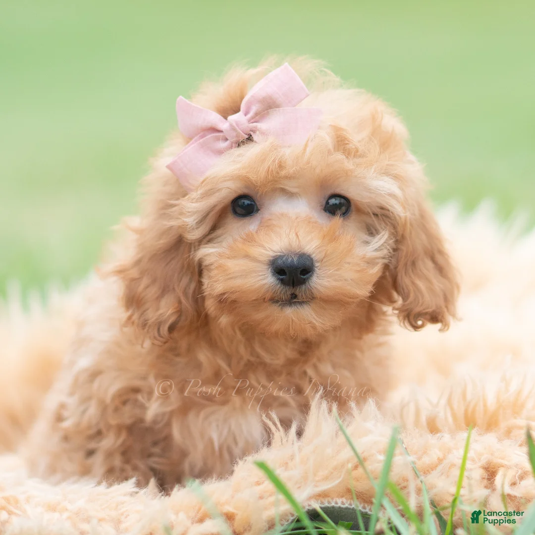 Maltipoo dogs for sale: Sunshine - Ad 2