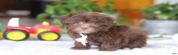 Havanese dogs for sale: Ethan - Ad 4