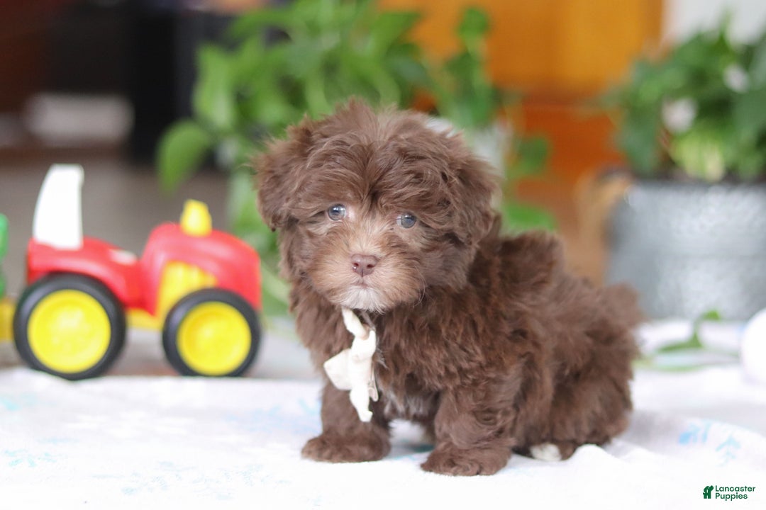 Havanese dogs for sale: Ethan - Ad 4