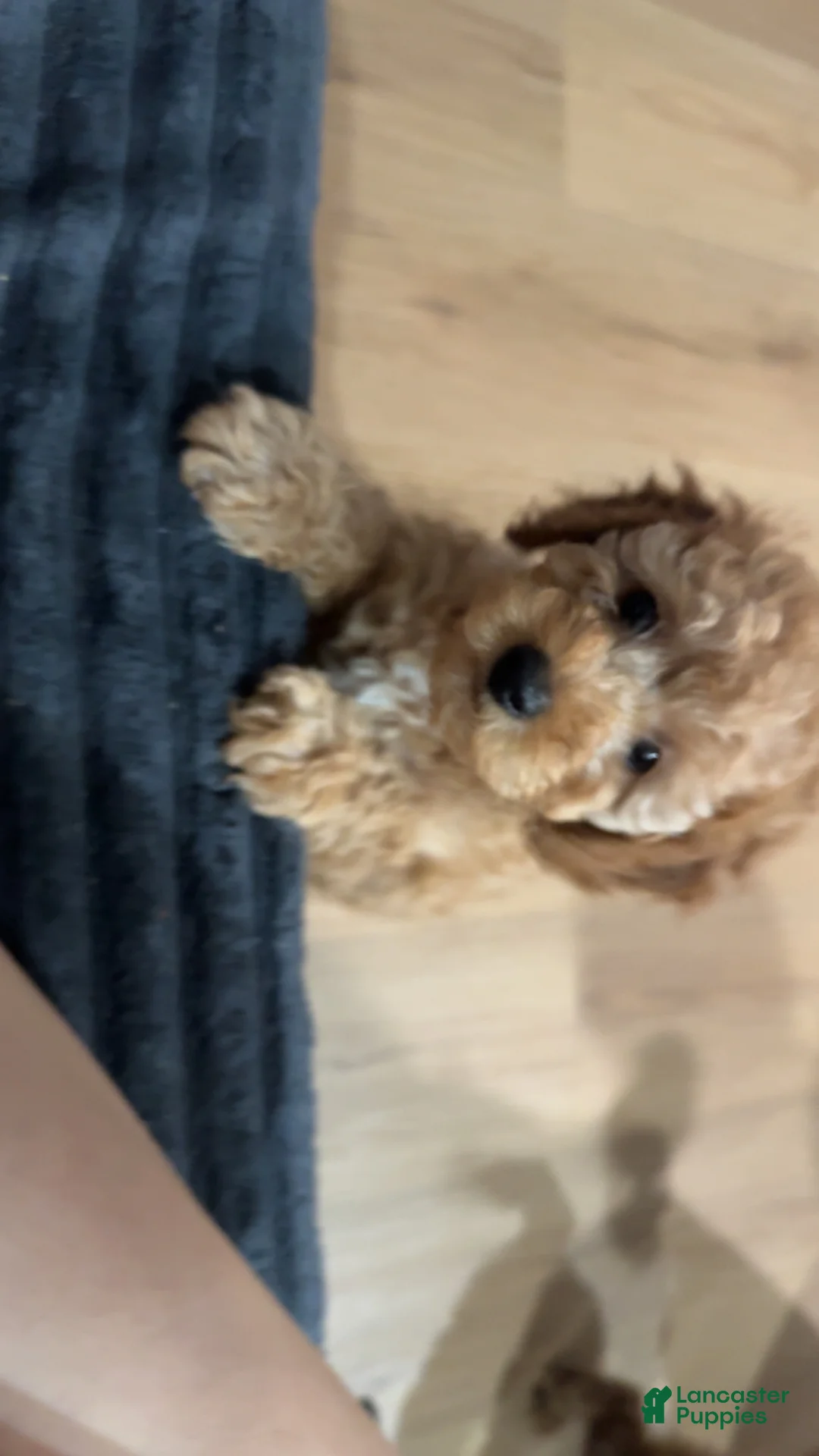 Miniature Poodle dogs for sale: Macchiato  - Ad 4